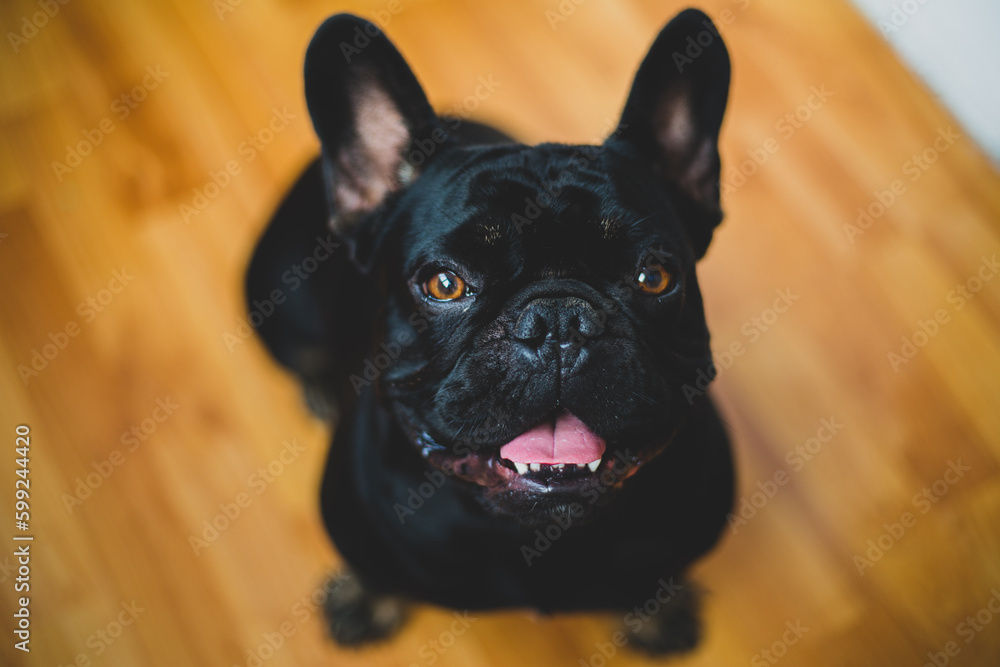 Portrait of French Bulldog 