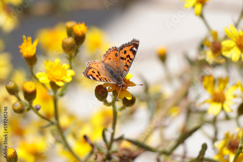 mariposa en planta flor en la primavera