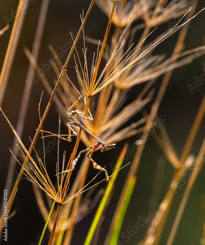 A vertical closeup of the Empusa fasciata on a plant