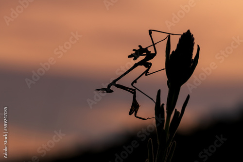 Close-up silhouette view of Empusa fasciata on plant