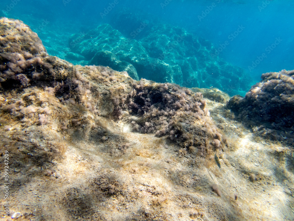 Vista subacquea del mare Jonio a Fondaco del Prete con rocce e piante
