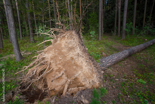 Canvas Print Uprooted tree showing shallow roots
