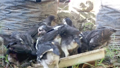 A group of young black and white chicks huddle together to feed from a trough in a natural, rustic outdoor environment. Ideal for farm life, agriculture, or animal welfare themes.
