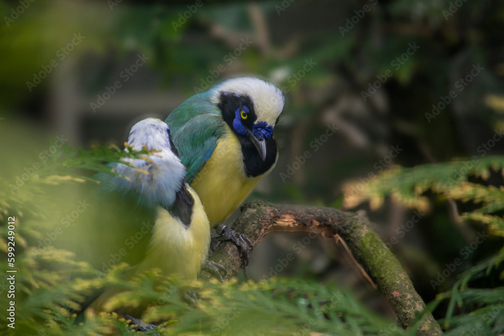 Inca Jay Perched in a Tree Inca Jay Perched in a Tree