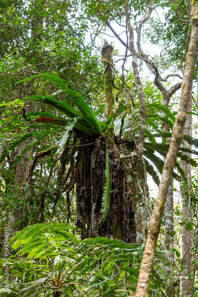 The lush foliage of Madagascar's Mantadia rainforest, Plant epiphyte growing on trees. Madagascar wilderness landscape
