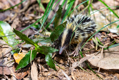 Billede på lærred Lowland Streaked Tenrec (Hemicentetes Semispinosus), wild endemic animal in natural habitats tropical lowland rain forests