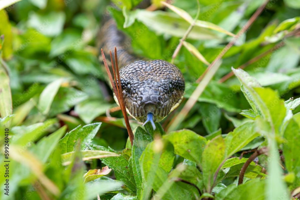 Sanzinia madagascariensis, also known as the Malagasy tree boa or ...