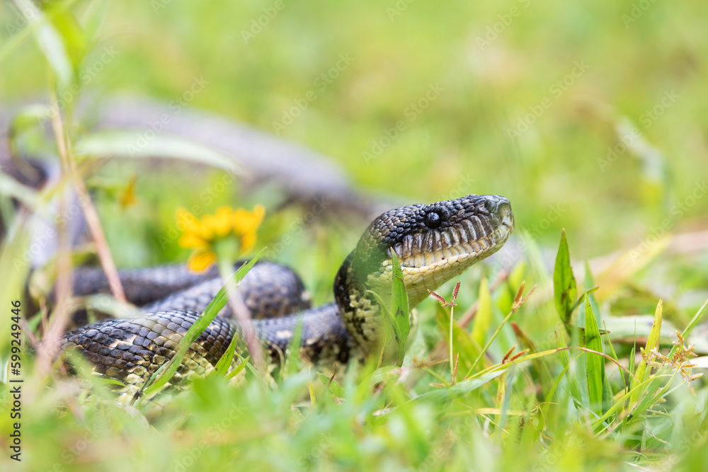 Sanzinia madagascariensis, also known as the Malagasy tree boa or ...