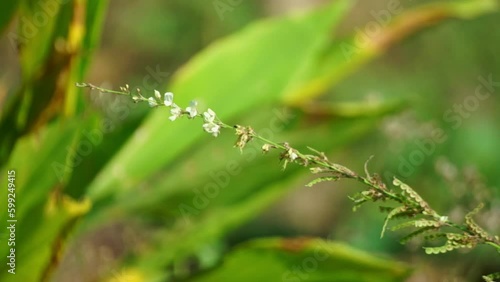 Close-up of a slender plant stem adorned with delicate tiny white flowers, set against a blurred vibrant green background. Captures the intricate beauty of nature, perfect for botanical themes or spri