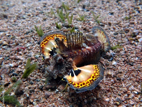 Red Sea Walkman, also known as sea goblin, demon stinger or devil stinger, is a Western Pacific member of the Inimicus genus of venomous fishes, closely related to the true stone fishes. It can reach  photo