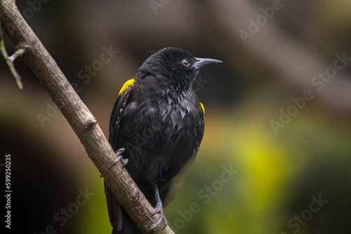 Εκτύπωση καμβά The moriche oriole