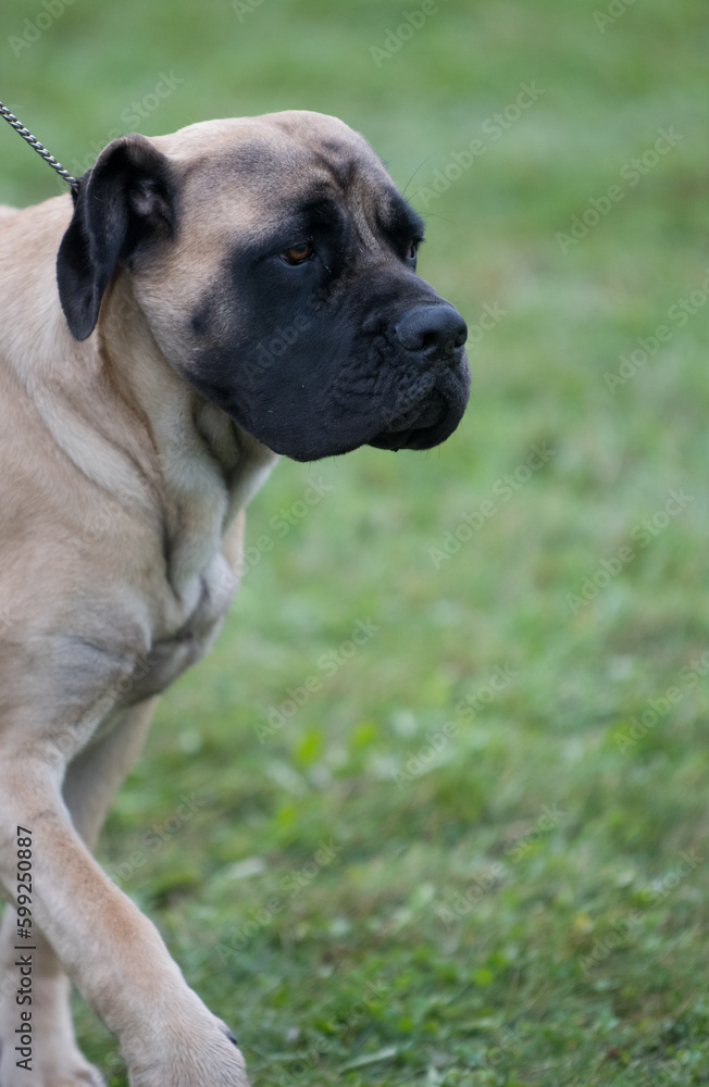 Young Mastiff walking in profile view
