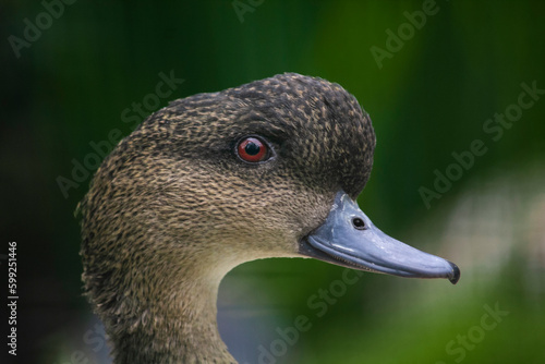 The Sunda teal, the Bebek cokelat or Itik benjut, Anas gibberifrons