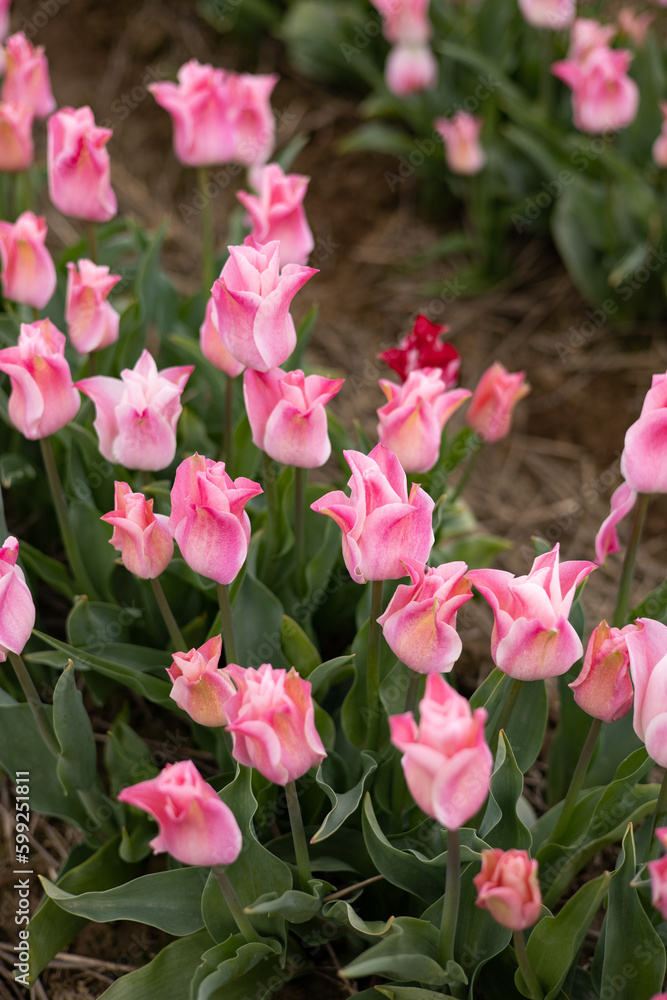 Fototapeta premium pink and white tulips
