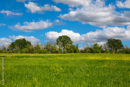 Yellow flower field landscape with cloudscape