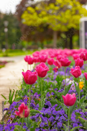 Wallpaper Mural purple tulips and blue flowers in garden. floral street decor Torontodigital.ca