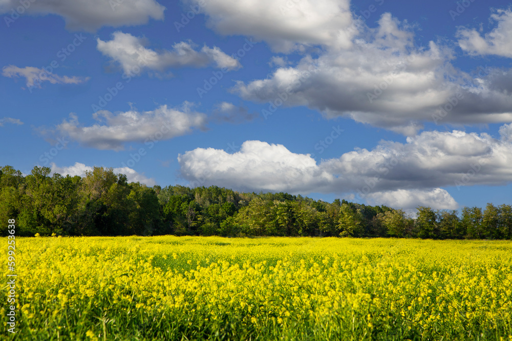 Yellow flower field landscape with cloudscape Yellow flower field landscape with cloudscape