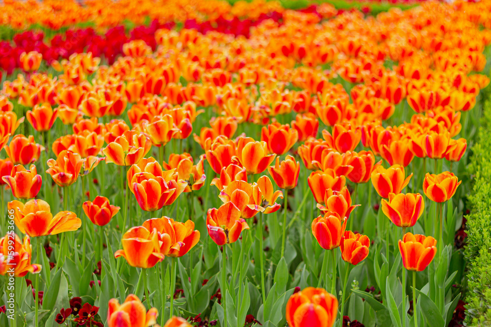 orange tulips in floral garden, flowers field