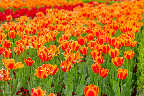 orange tulips in floral garden, flowers field © x.marynka