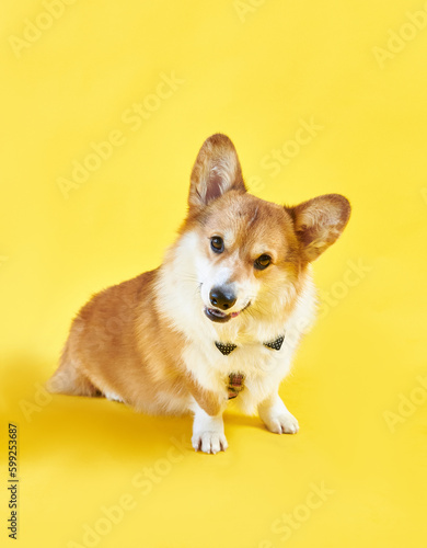 Corgi dog is dressed in a bow tie and sits on a yellow background