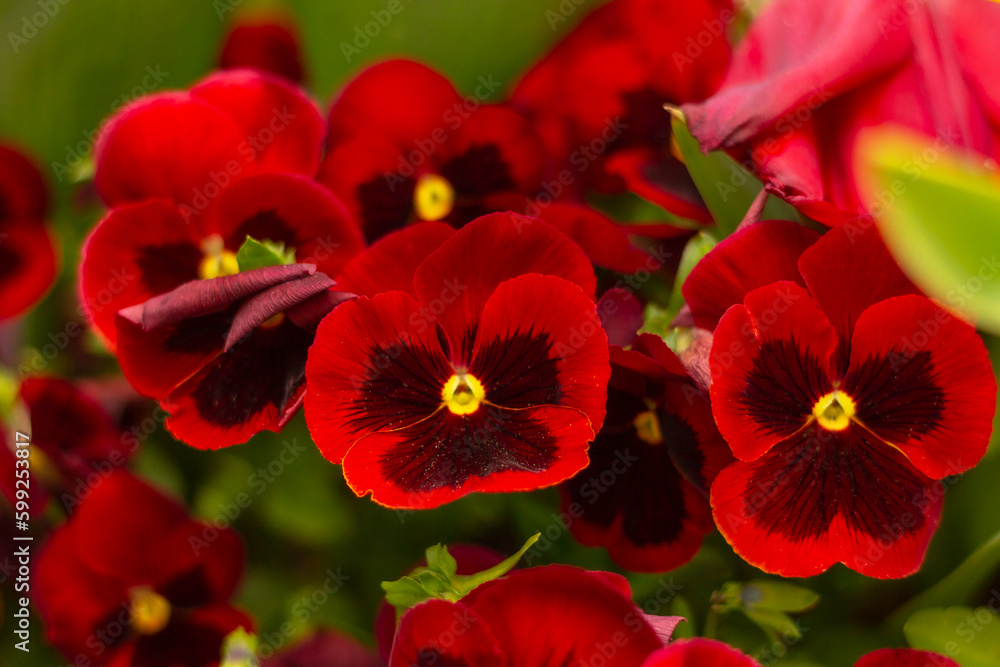close up of red with viola flowers on flowerbed