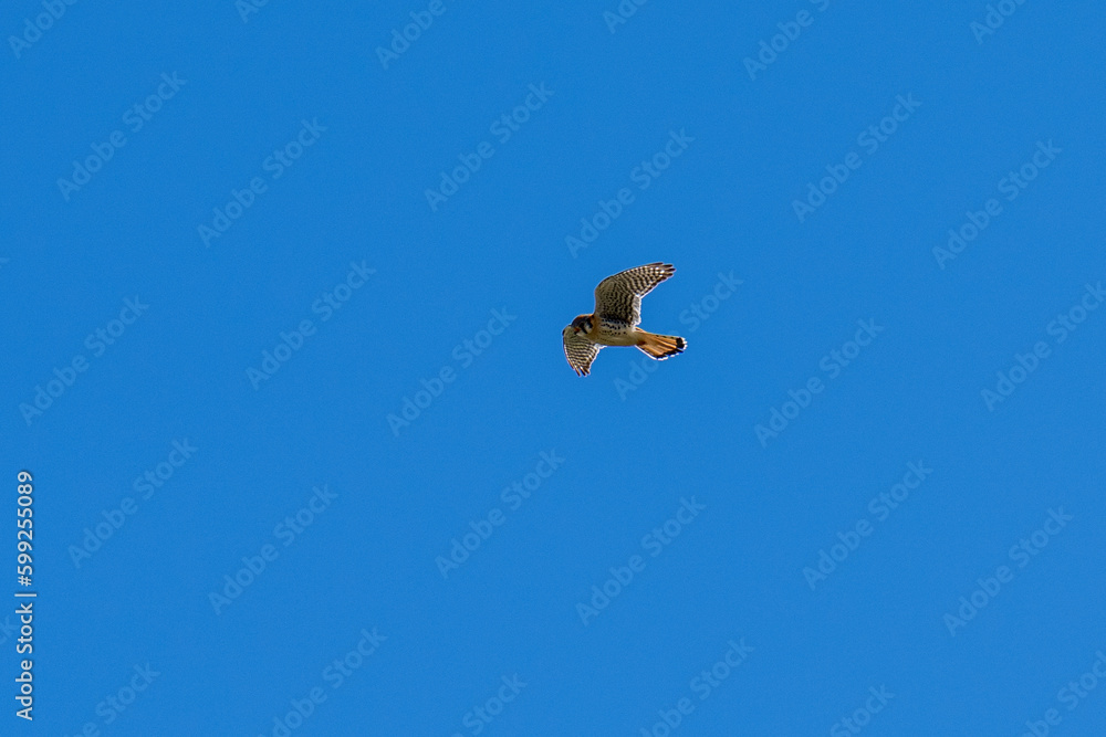 American Kestrel flying in flight American Kestrel flying in flight