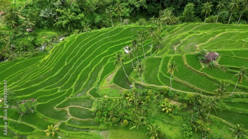 Aerial view of amazing rice fields in Munduk - Bali. Indonesia. Aerial view of amazing rice fields in Munduk - Bali. Indonesia.