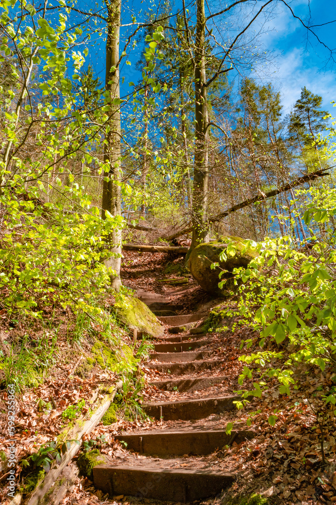 Cover page with magical enchanted fairytale forest with fern, moss, lichen and sandstone rocks at the hiking trail in the national park Saxon Switzerland, Bad Schandau, Saxony, Germany. Cover page with magical enchanted fairytale forest with fern, moss, lichen and sandstone rocks at the hiking trail in the national park Saxon Switzerland, Bad Schandau, Saxony, Germany.