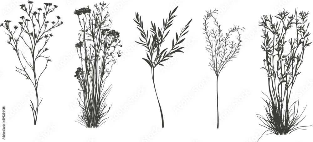 Obraz premium A set of elegant simple wildflowers in neutral black and white colors. Simple and graphic shape, hand drawn line wedding herb and invitation save the date card.