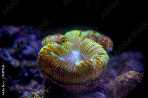 close-up Brain Coral known as Lobophyllia hemprichii it's underwater creature scene photo