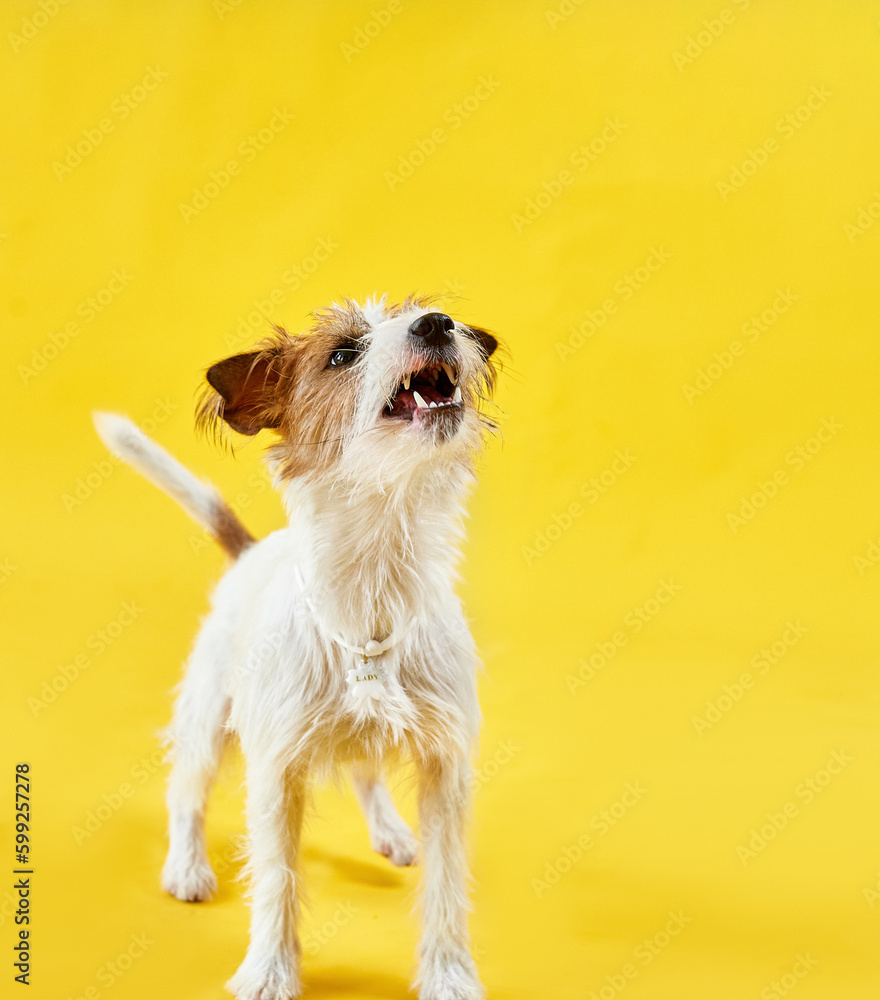 Jack Russell Terrier dog begging for a treat for the team, yellow background