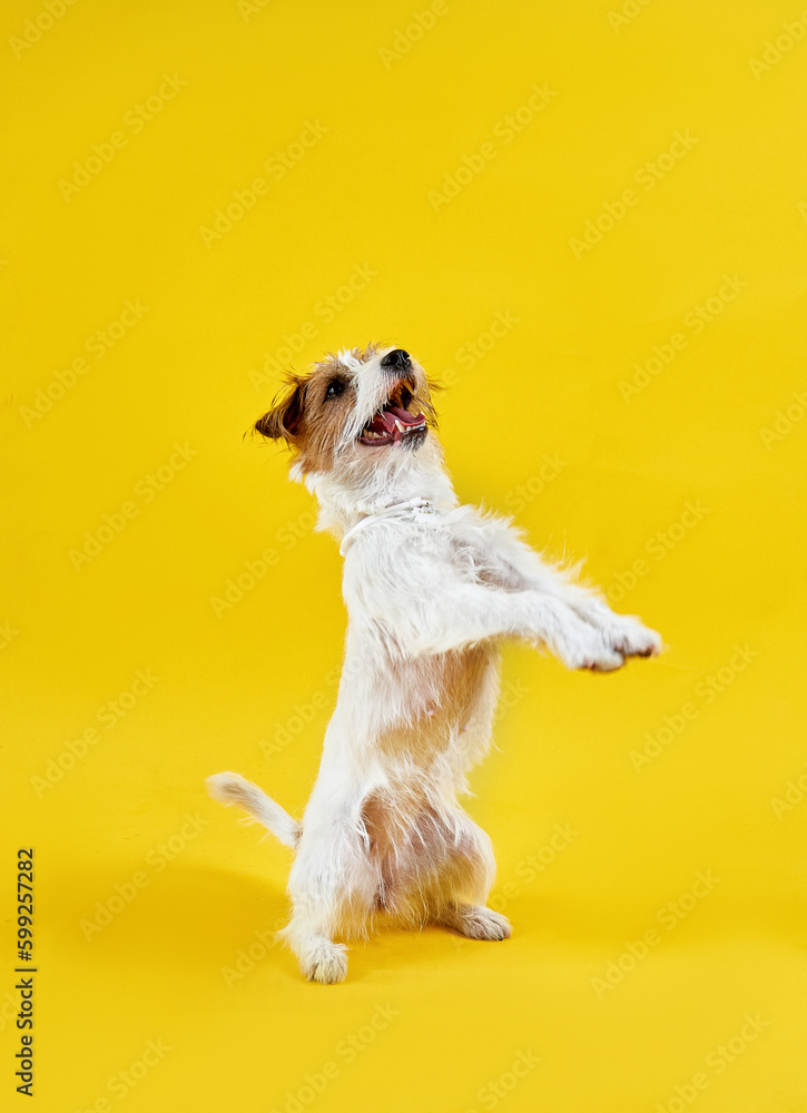 Jack Russell Terrier dog jumping for a tasty treat