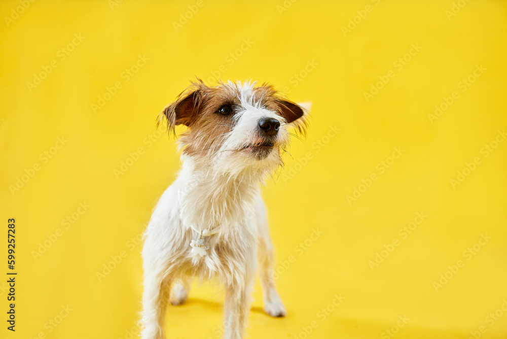 jack russell terrier dog