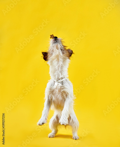 Obraz na płótnie Jack Russell Terrier dog jumping for a tasty treat w salonie