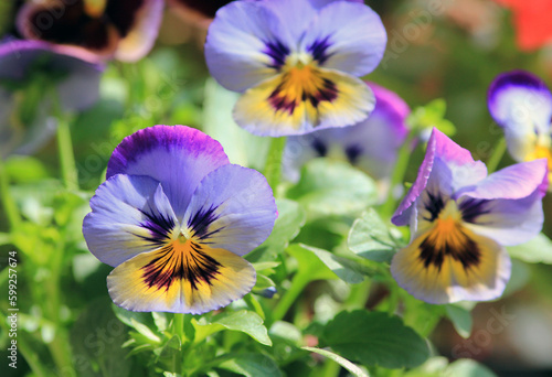 Blue and purple flowers pansies on a flower bed in spring on a sunny day on a blurry background 