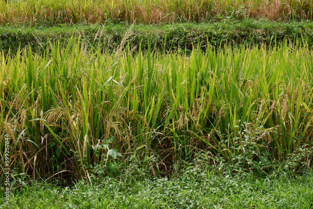 Close up view over rice field on land