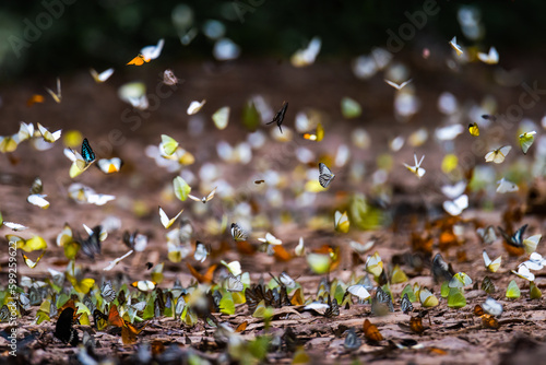 Fototapeta Naklejka Na Ścianę i Meble -  Texture of a lot of colored moth butterflies
