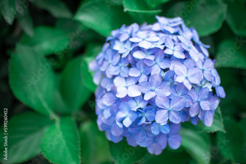青いアジサイ