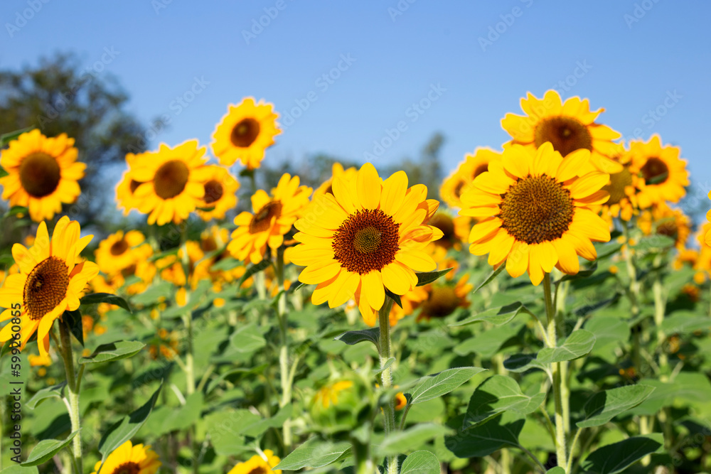 Fototapeta premium Sunflower field with blue sky. Beautiful summer landscape.