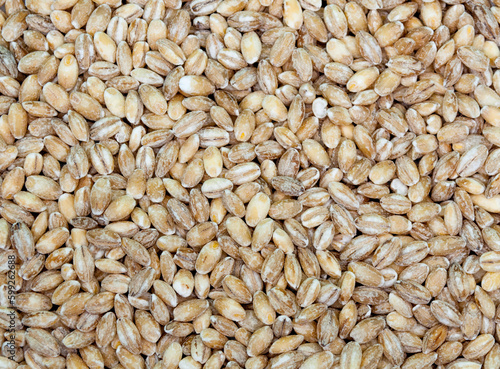 background of wheat grains close-up