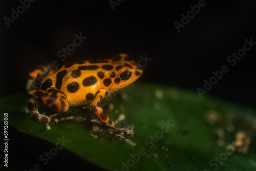 Red Poison Dart Frog - Oophaga pumilio, beautiful red blue legged frog from Cental America forest, Panama.
