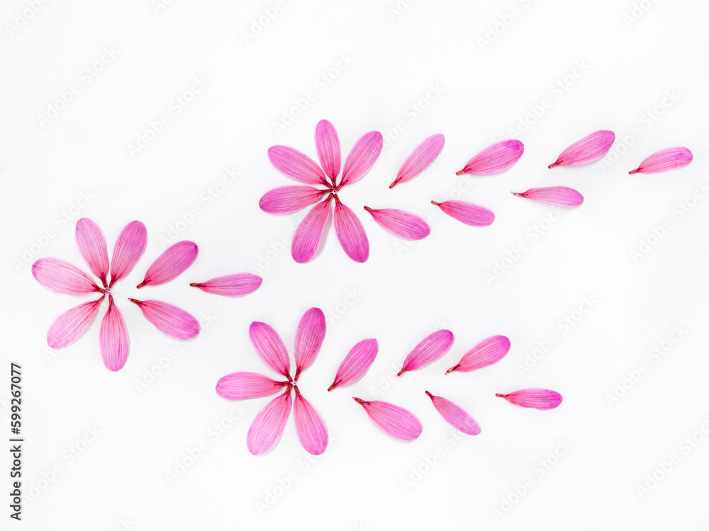 Delicate composition of flower petals on white background. Flat Lay top view of floral background.