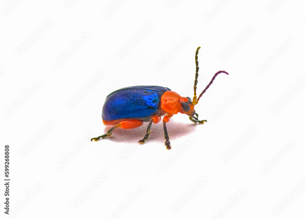 Naklejka premium Shiny flea beetle - Asphaera lustrans - bright blue and red color with iridescence isolated on white background side front profile view