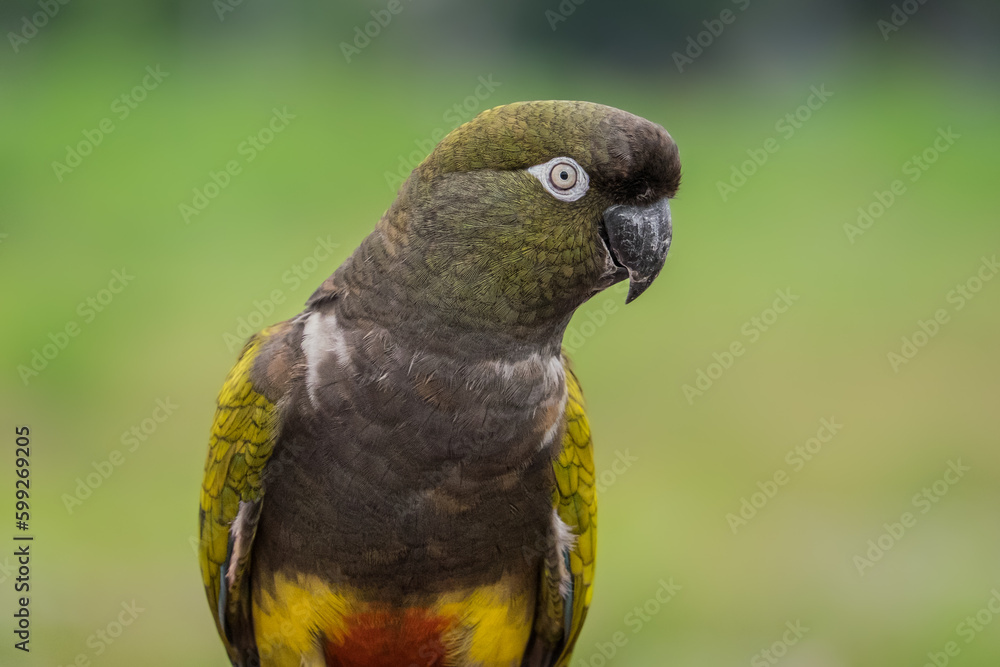 Obraz premium Patagonian conure bird