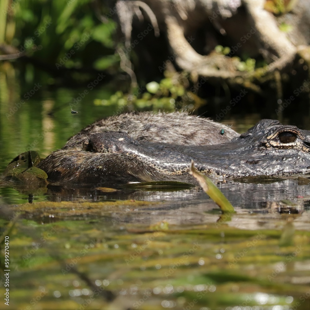 Fototapeta premium American Alligator with Prey at Silver Springs State Patk