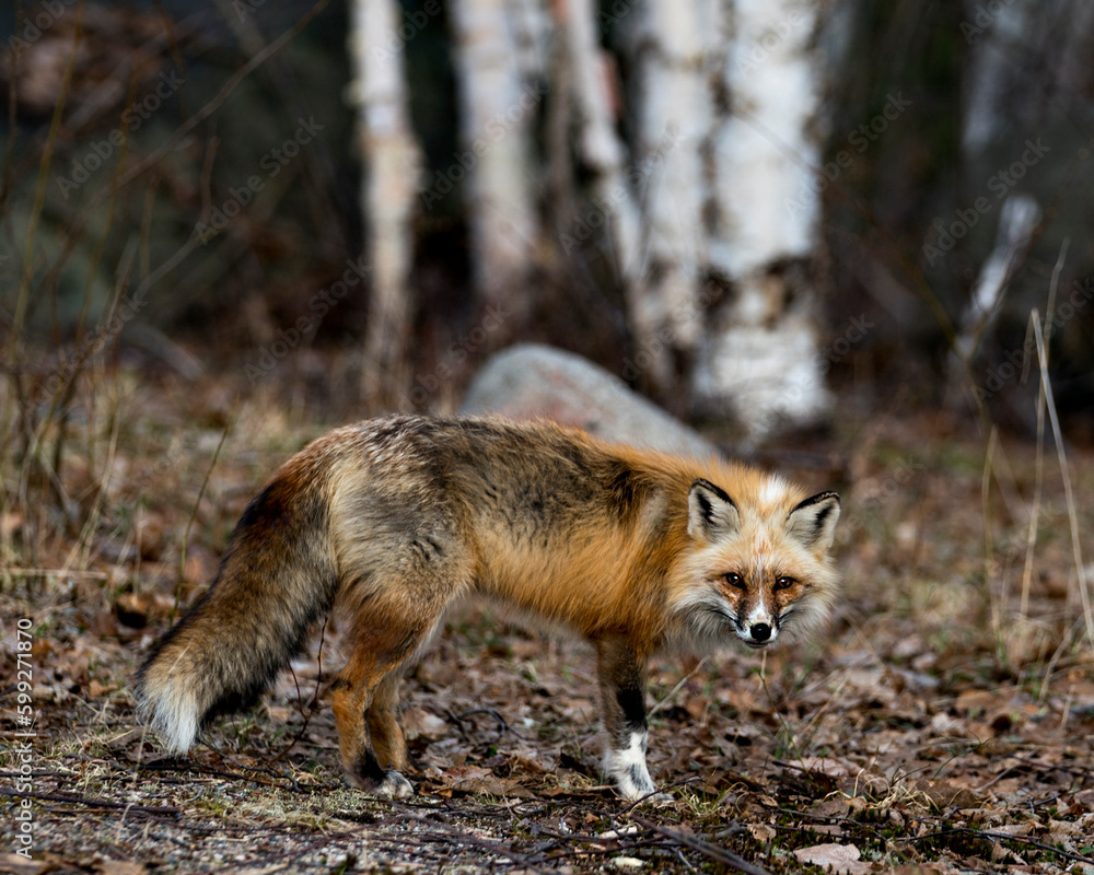Red Fox Photo Stock. Unique fox close-up profile side view in the spring season in its environment and habitat with blur forest background displaying white mark paws, unique face, fur, bushy tail. Red Fox Photo Stock. Unique fox close-up profile side view in the spring season in its environment and habitat with blur forest background displaying white mark paws, unique face, fur, bushy tail.