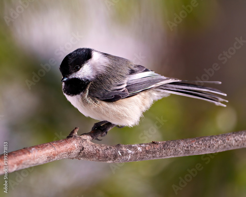 Chickadee Photo and Image. Close-up profile side view perched on a tree branch with blur coniferous background in its envrionment and habitat surrounding.