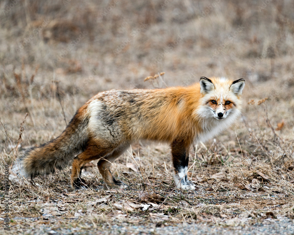 Red Fox Photo Stock. Unique fox close-up side profile view looking at camera in the spring season in its environment and habitat with blur background. Fox Image. Picture. Portrait. Photo