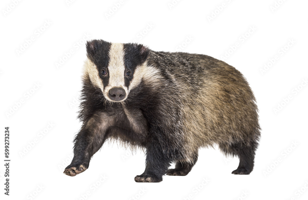 European badger, six months old, walking in front