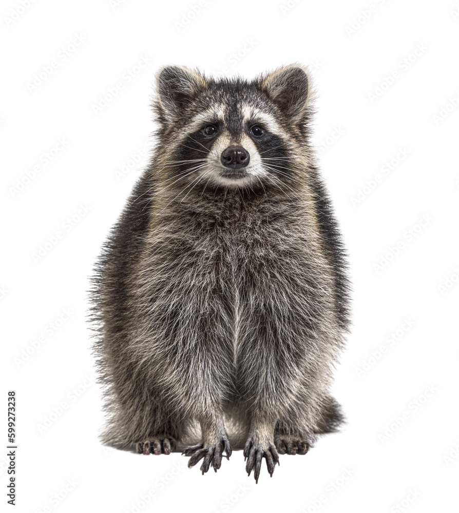 Young Raccoon standing in front and facing at the camera isolated on white Young Raccoon standing in front and facing at the camera isolated on white